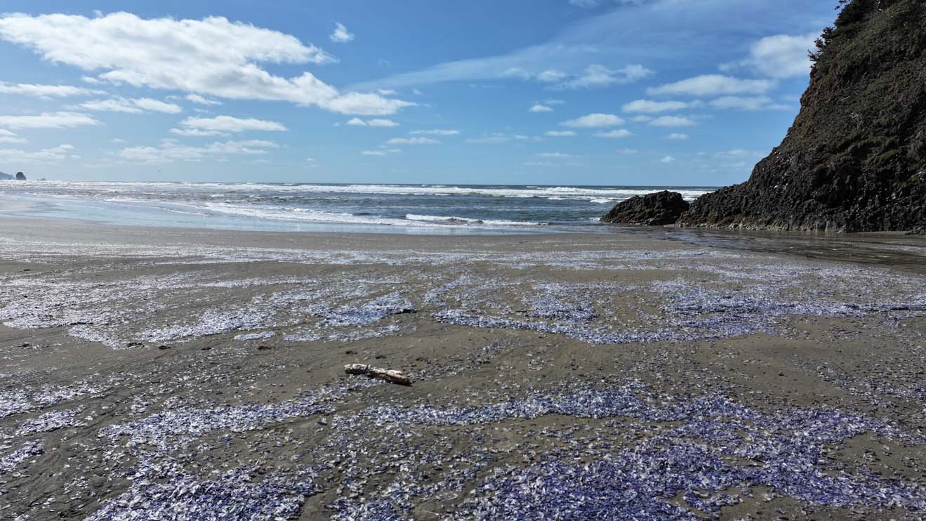 Drone view of Chapman Beach, Oregon